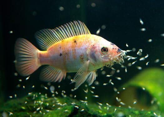 Aquatic Foods Inc. Small Fry Food Micro 500-800 Golden Pearls Baby Fish Food for Newborn & Juvenile Freshwaters, Marines, Corals, Anemones, Baby Koi and Pond Fish…2.1oz Squeeze Bottle