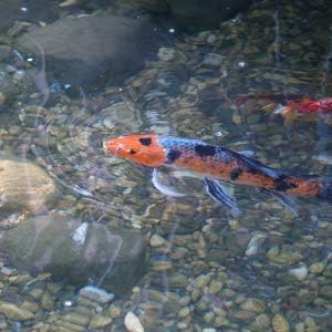 CrystalClear OneFix - Natural Water Clarifier - 32 Ounces Treats up to 12,000 Gallons