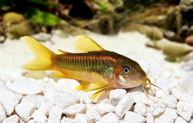 Aquatic Foods Inc. 12-Type Ultra Mix of 1mm, 2mm, 3mm Floating & Sinking California Blackworm and Intense Coloring Pellets for All Tropical Fish & Pond Fish...1/4-lb Bag