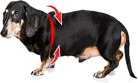 BUDDY BELT Harness Pebble Grain Hot Pink - Luxury Edition (2.5)