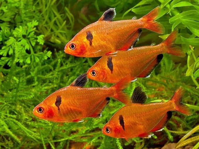 Aquatic Foods Inc. Guppy Sinking Granules Fish Food for Guppies, Endlers, Mollies, Platies, Swordtails, Groumis, Tetras, Catfish, Cichlids, All Community Tropical Fish…3.5oz Squeeze Bottle
