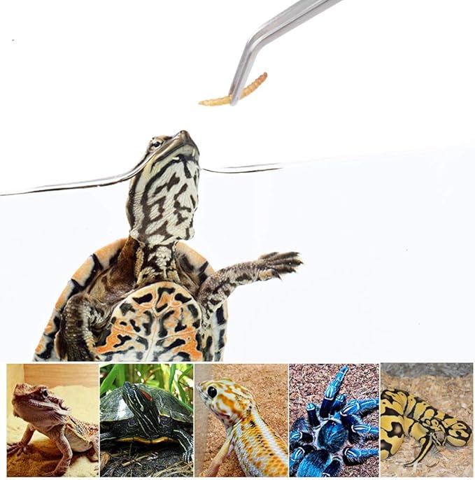 2Pcs Stainless Steel Reptile Feeding Long Tongs Tweezers for Reptile, Lizards, Gecko, Spider, Tarantula, Hedgehog, Snake, Aquarium