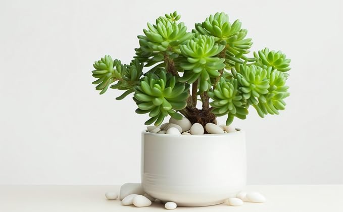 12 LBS River Rocks, StoneCreek, Decorative Garden Stones for Plant Landscaping, Polished Gravel Filler Pebbles for Home Decoration, Vases, Succulents, Flower Beds and Fish Tanks (White, Medium)