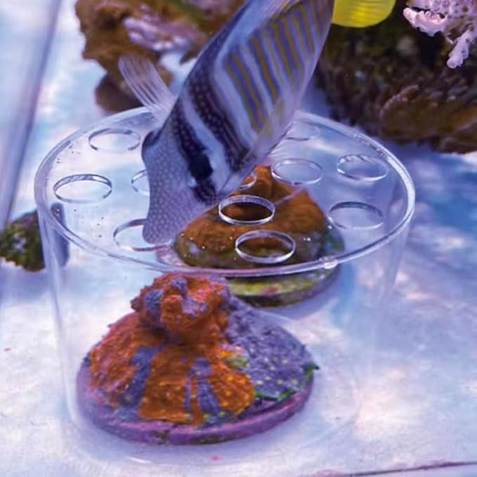 Acrylic Coral Feeder Cover Reef Feeding Breeding Protection Cover Avoid Corals Food Floating Around