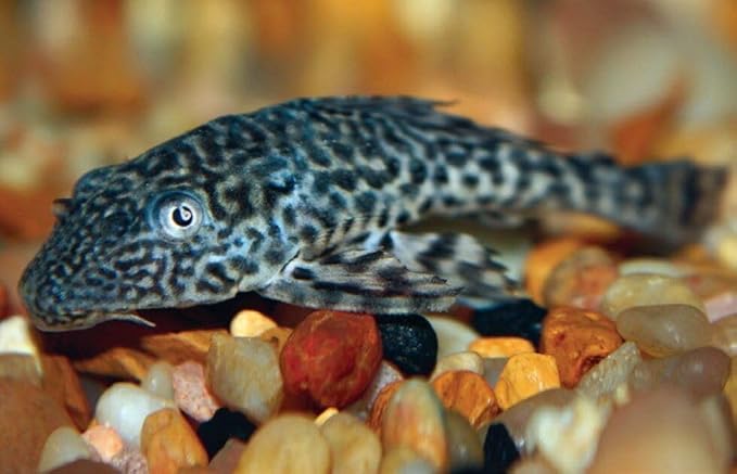 Aquatic Foods Inc. 8mm - 1/3" Spirulina & Green Algae Sinking Wafers for Shrimp, Snails, Crabs, Crayfish, Plecos, Catfish, Bottom Fish, All Tropical Fish...WL…1/2-lb Foil Pouch Bag