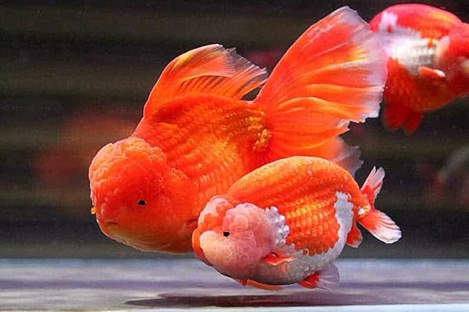 Lion Head UP Formula 100 g, Goldfish Food Sinking Pellet 1.5 mm, High Protein 48.9% Tropical Fish Color Enhancing, Highly Nutritious for Growth Fast Big Muscle & Mass Gain Healthy