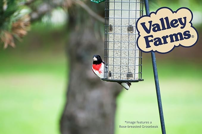 Valley Farms Safflower Seed Wild Bird Food 4 LB 2-Pack (8 LB Total) for Outside Feeders, Safflower Bird Seed for Cardinals, Grosbeaks, and Buntings, Cardinal Birdseed for Outside Feeders