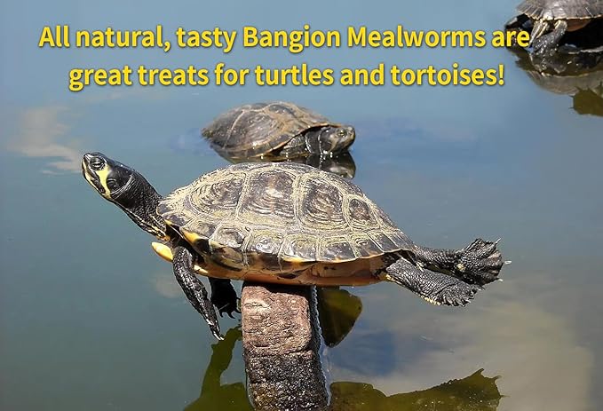 Organic Dried Mealworms for Chickens 5 LB Natural Non-GMO Mealworms High Protein Chickens Feed Meal Worms for Chicken Wild Birds Bluebirds Ducks Turtles Reptiles Laying Hens Treats & Food