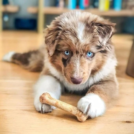 Nylabone Healthy Edibles Natural Dog Chews Long Lasting Chew Treats for Dogs, Roast Beef & Chicken Flavor, X-Small/Petite (48 Count)