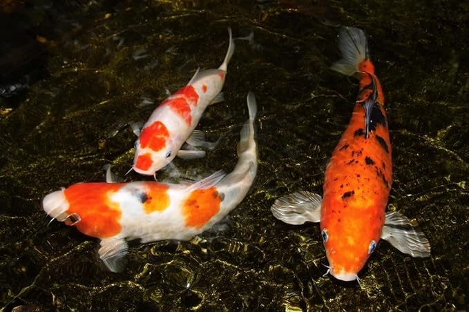 Aquatic Foods Inc. Crickets - Freeze-Dried All Natural Crickets for Large Fish, Reptiles, Turtles, Birds, Hamsters, Hedgehogs, Sugar Gliders, All Lizards…3.4oz Lg Round Jar