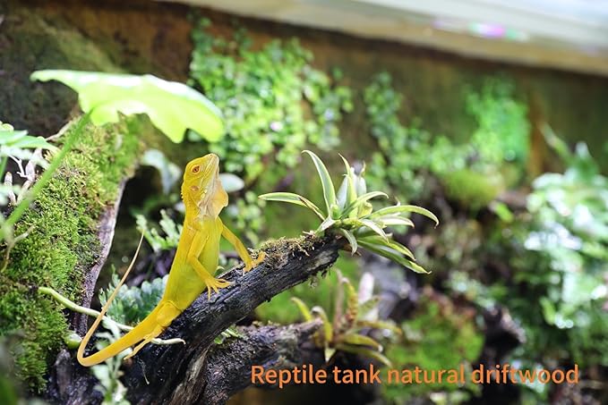 Driftwood for Aquarium,1-Piece 13.7-17.7 Inches Large Sunken Wood Fish Tank Decor,Drift Wood with Branches,Reptile Terrarium Climbing Branch, Reptile Habitat Decor Wood for Bearded Dragon,Lizad,Snake