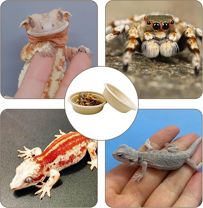 Tfwadmx 100Pcs Gecko Feeding Cups, 1oz Paper Reptile Food Cups, Crested Gecko Food Dish, Feeding Ledge Accessories for Small Lizards, Tarantulas