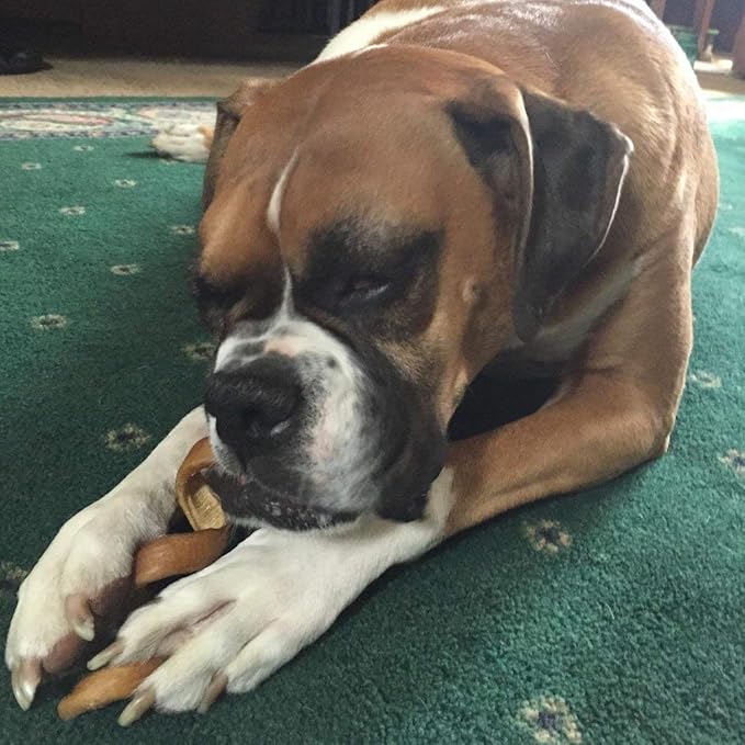 Pawstruck All-Natural 6" Bully Stick Springs for Dogs - Fun, Challenging, Rawhide-Free, 100% Beef, Single Ingredient Chew Bones - Fully Digestible, Low Odor - 25 Pack - Packaging May Vary