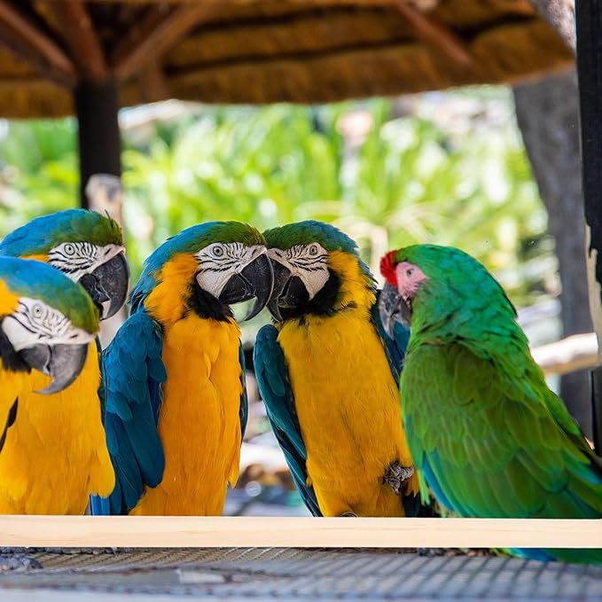 Wood Bird Perch Stand 5pcs Parrot Cage Stick Standing Sticks Climbing Branch Rod Bird Cage Grinding Toy for Cockatiels Parakeet (10+15+20+25+30 CM)