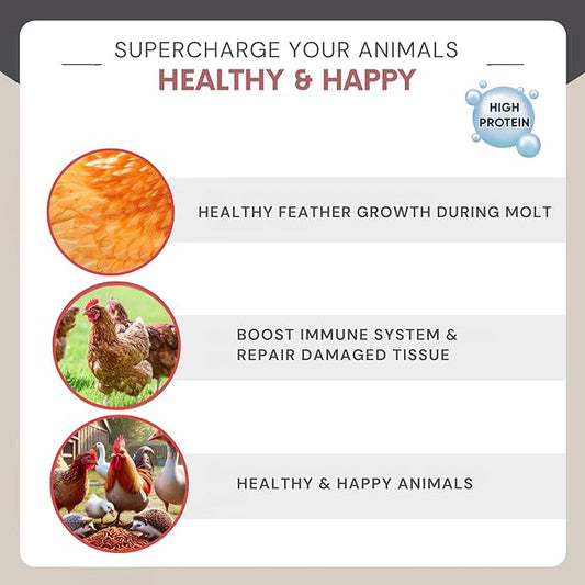 Dried Mealworms 1 lb - Chicken Food for Laying Hens - Bird Seed for Wild Birds - Wild Rabbit Food Outdoor - Duck Treats for Pet Ducks - Turtle Food for Small Turtles - Parrots Food, Snail Food