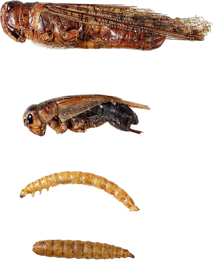 Dried Insect Trail Mix for Chickens - High Protein 42% & Calcium 1.1% for Egg Laying - Natural Treat for Birds, Reptiles, Ducks, Hedgehogs - 1 Lbs Resealable Bag