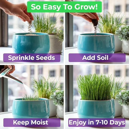 NatureZ Edge Premium Cat Grass Seeds for Indoor Cats, Non GMO - 1 lb Oat & Barley Grass for Indoor Cats, Cat Plant, Kitty Lawn, Pet Grass, Hierba para Gatos, Made in USA