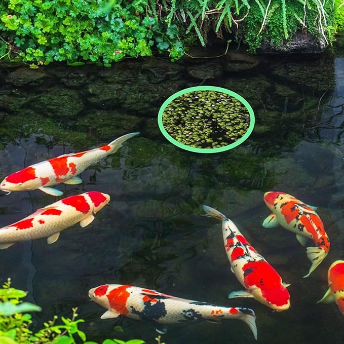 10 Pcs Fish Feeding Rings Set 5 Sizes of Aquarium Floating Plant Ring Foam Fish Feeder Rings Round Feeder Ring-Floating Plant Ring for Fishes, Floating Plants
