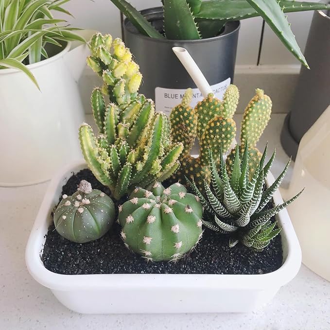 20 lbs Black Silica Sand. Decorative Aquarium Gravel Substrate for Fish Tank, Plants Potted, Fire Pits, Candle, Vase Filler and Crafts