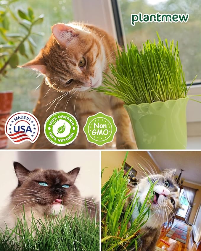 Cat Grass Kit for Indoor Cats - 3 Pack | Organic Wheat Grass Seeds, Grows in 7 Days | Digestive Health & Reduces Hairball | Gift for Cat Lovers with BPA-Free Planters, Soil & Non-GMO Seeds