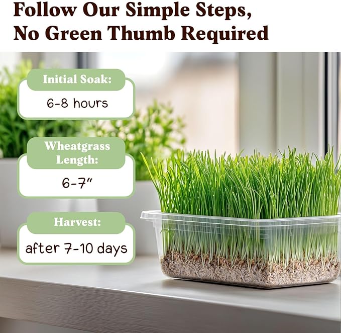 Seedboy Organic Wheatgrass Seeds for Microgreens - Non-GMO, USA Grown Microgreens Sprouting Seeds Mix (8 oz) (Hard Red Spring Wheatgrass)