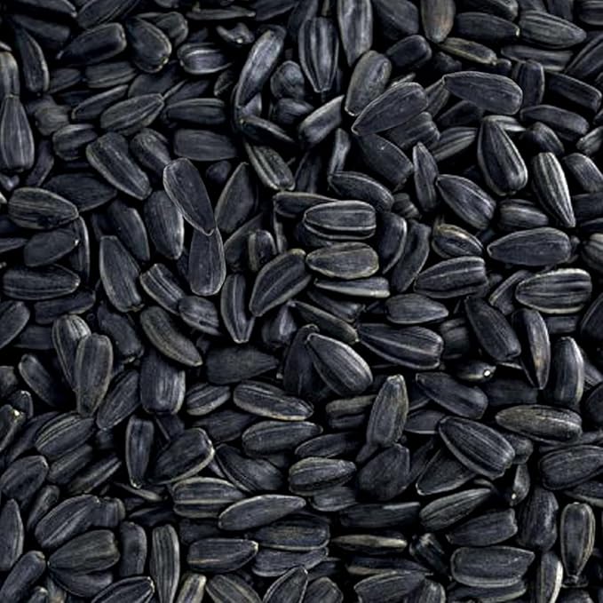 Black Oil Sunflower Seeds Wild Bird Food- 15 Pounds | No Grow Seed | Bird Seed for Wild Birds