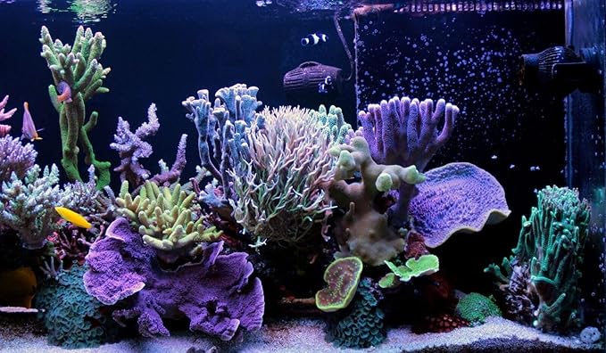 Aquatic Foods Inc. Small Fry Food Micro 500-800 Golden Pearls Baby Fish Food for Newborn & Juvenile Freshwaters, Marines, Corals, Anemones, Baby Koi and Pond Fish…2.1oz Squeeze Bottle