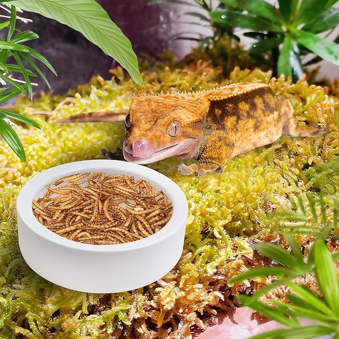 Tfwadmx 2 Pack Reptile Food Bowl, Ceramic Water Feeder Bowl, Reptile Worm Feeding Dish for Lizard Turtle Bearded Dragon Anoles Crested Gecko Hermit Crab Leopard Gecko Chameleon Corn Snake