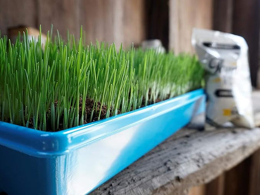 Non-GMO, Thunder Acres Premium Wheat Seed, Cat Grass Seed, Wheatgrass, Hard Red Winter Wheat (2 lbs.)