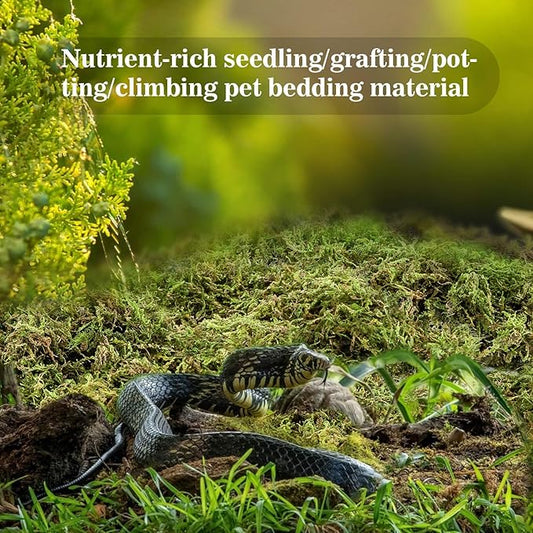 Sukh Sphagnum Moss for Reptiles - Terrarium Reptiles Moss Green Dried Peat Moss Habitat Bedding Moss for Snakes Turtle Frog Gecko and Other Reptiles Substrate (5, Ounces)