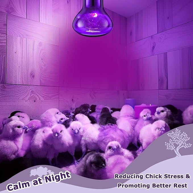 75W Reptile Night Light Bulb – Purple Basking Spot Lamp with Simulated Moonlight for Lizards, Chameleons, Snakes, Turtles, Amphibians – UVA Heat Light – 2-Pack (3.2" Diameter)