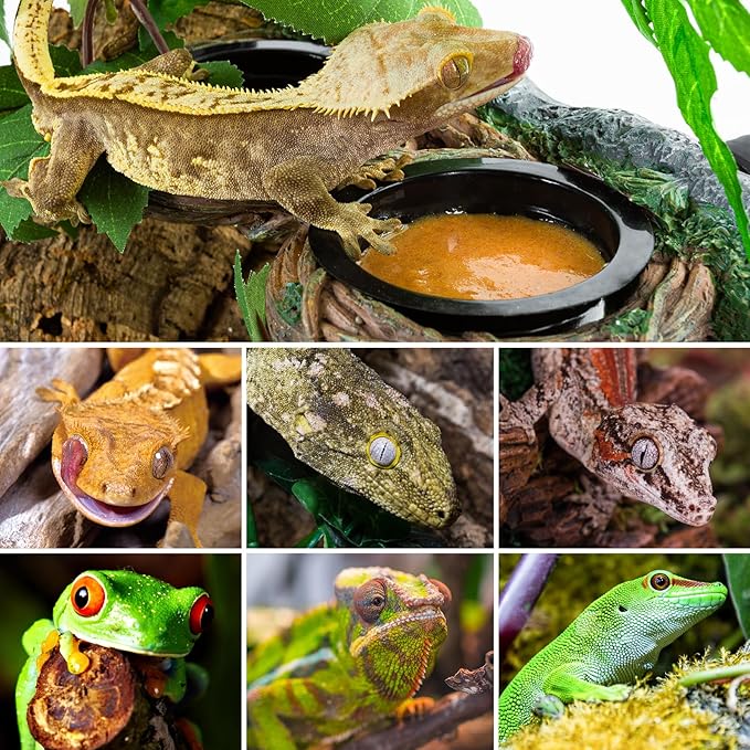 REPTI ZOO Magnetic Reptile Feeding Ledge, Gecko Feeder Ledge with 4PCS Cups, Hollow Vine Food Dish, Reptile Water Bowl for Bearded Dragon Lizard Snake, Reptile Terrarium Tank Accessories