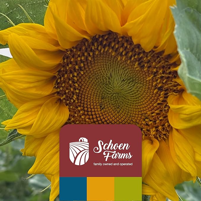 Schoen Farms Sunflower Kernels & Chips – 10 lb Bag – Hulled Sunflower Hearts Bird Seed – Premium No-Mess Wild Bird Food for Chickadees, Finches & Jays