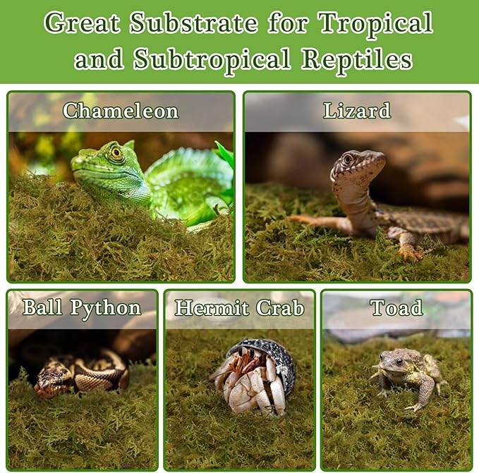 Halatool 2.5LB Natural Sphagnum Moss for Reptiles- 60QT Green Moss for Terrarium Plants Long Fiber Reptile Moss for Leopard Gecko Snake Hamsters Tortoises Frogs Lizards Salamanders