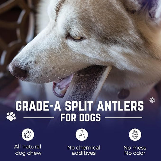 Devil Dog Pet Co. Split Elk Antlers for Dogs, Large 6"+, 1 Pack, Grade A Long Lasting Chew for Aggressive Chewers, Premium USA Naturally Shed Antler – Healthy, No Odor, Durable Dog Chew