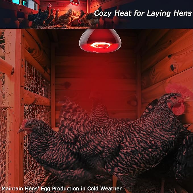 75W Compact Infrared Red Basking Spot Light Bulb – Promotes Healthy Growth, Vitality & Heat Support, Ideal Heat Lamp for Reptiles & Amphibians, Bearded Dragons, Turtles, Snakes, Chicks, 2.5"