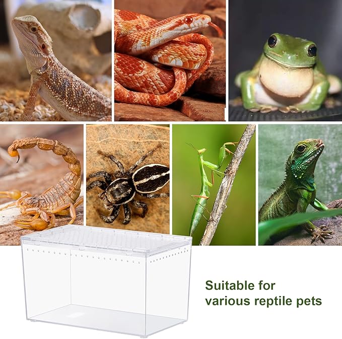 Reptile PC Terrarium 10.2" x 5.9" x 5.7" Full View Reptile Aquarium Tank Starter Kit for Insect Plant Gecko Spider Habitat Amphibians Enclosure with Hide Cave Feeding Bowl