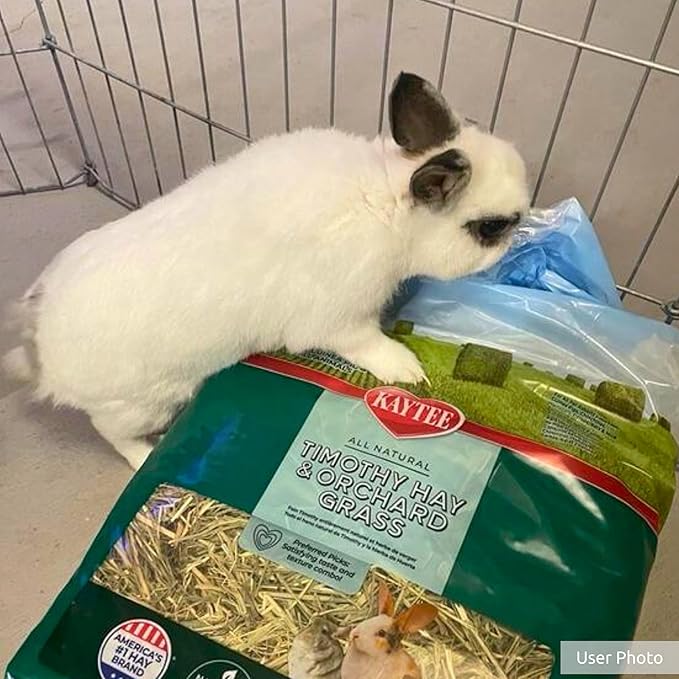 Kaytee Timothy Hay & Orchard Grass for Guinea Pigs, Rabbits & Other Small Animals, 48 oz