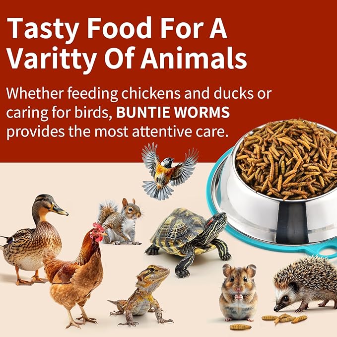 Dried Black Soldier Fly Larvae 10LB, 100% Natural Non-GMO, No Additives, Treat for Chickens, Reptiles and Birds, More Calcium Than Mealworms
