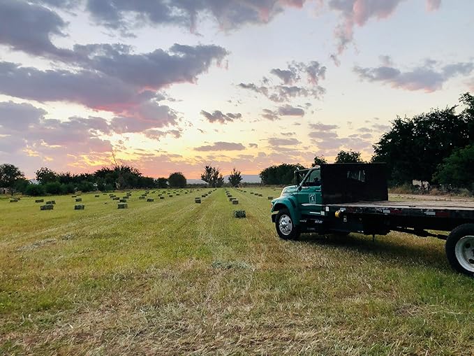 Grass Hay – Nutritious Feed for Rabbits, Guinea Pigs, Chinchillas, Tortoises & Hamsters – Natural Snack & Daily Feed for Small Pets