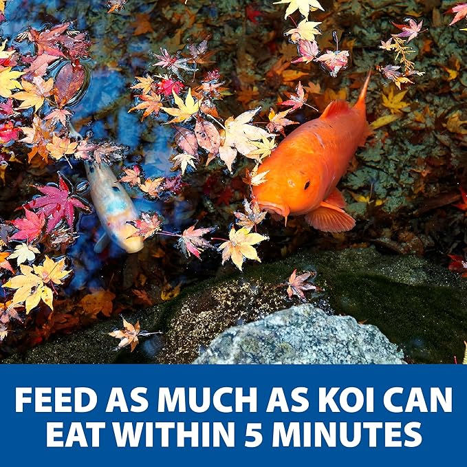 The Pond Guy Spring & Fall Wheat Germ Fish Food for Koi & Goldfish, Premium Cold Weather Floating Pellets, Healthy Formula for Winter Nutrition, 12 lbs