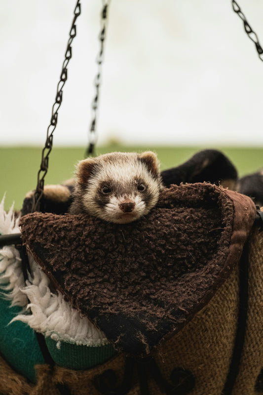 Fabulous Ferrets: What You Need to Know to Keep Your Little Rascal Happy