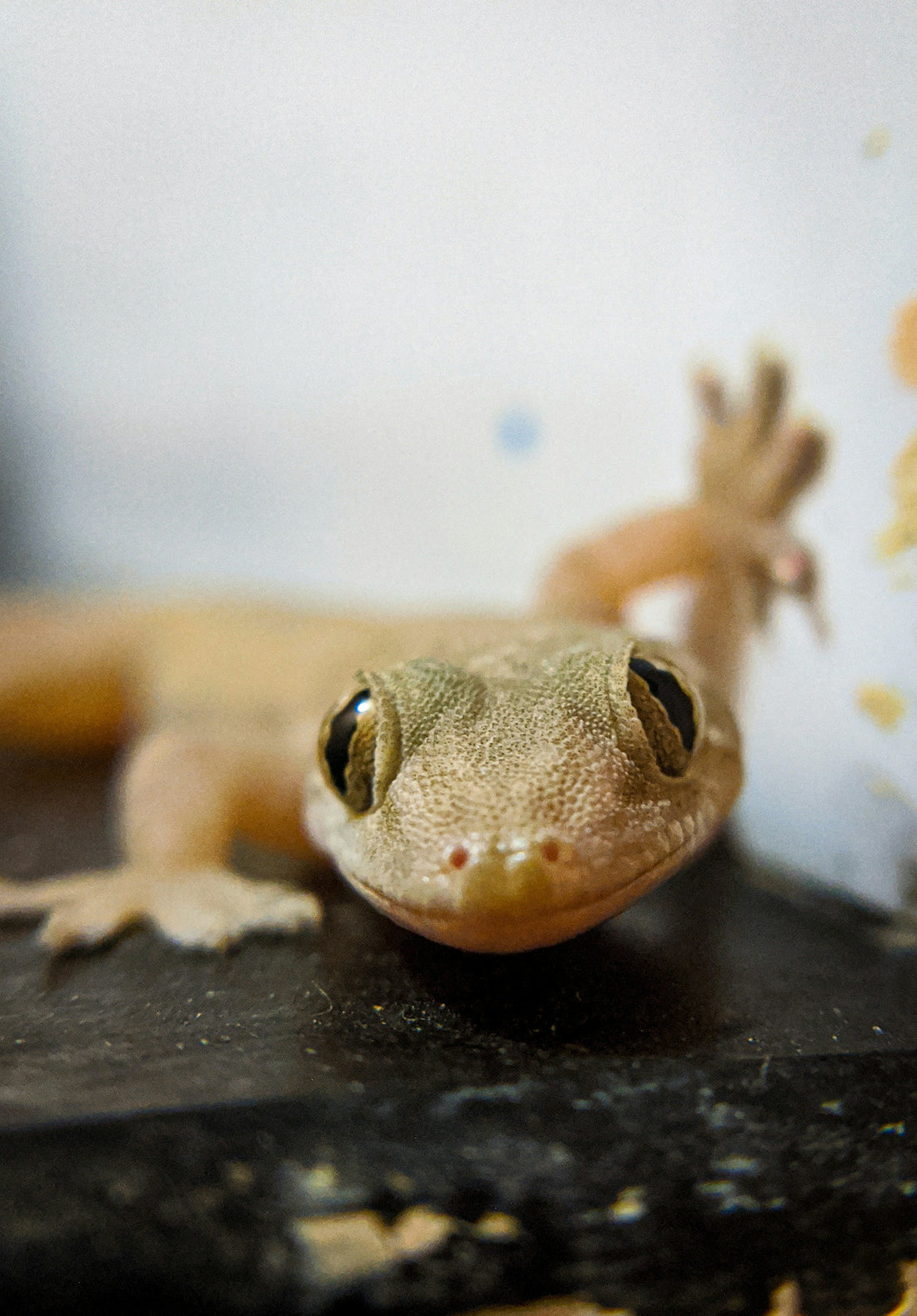 Reptile Myths Debunked: What Every Beginner Owner Should Know