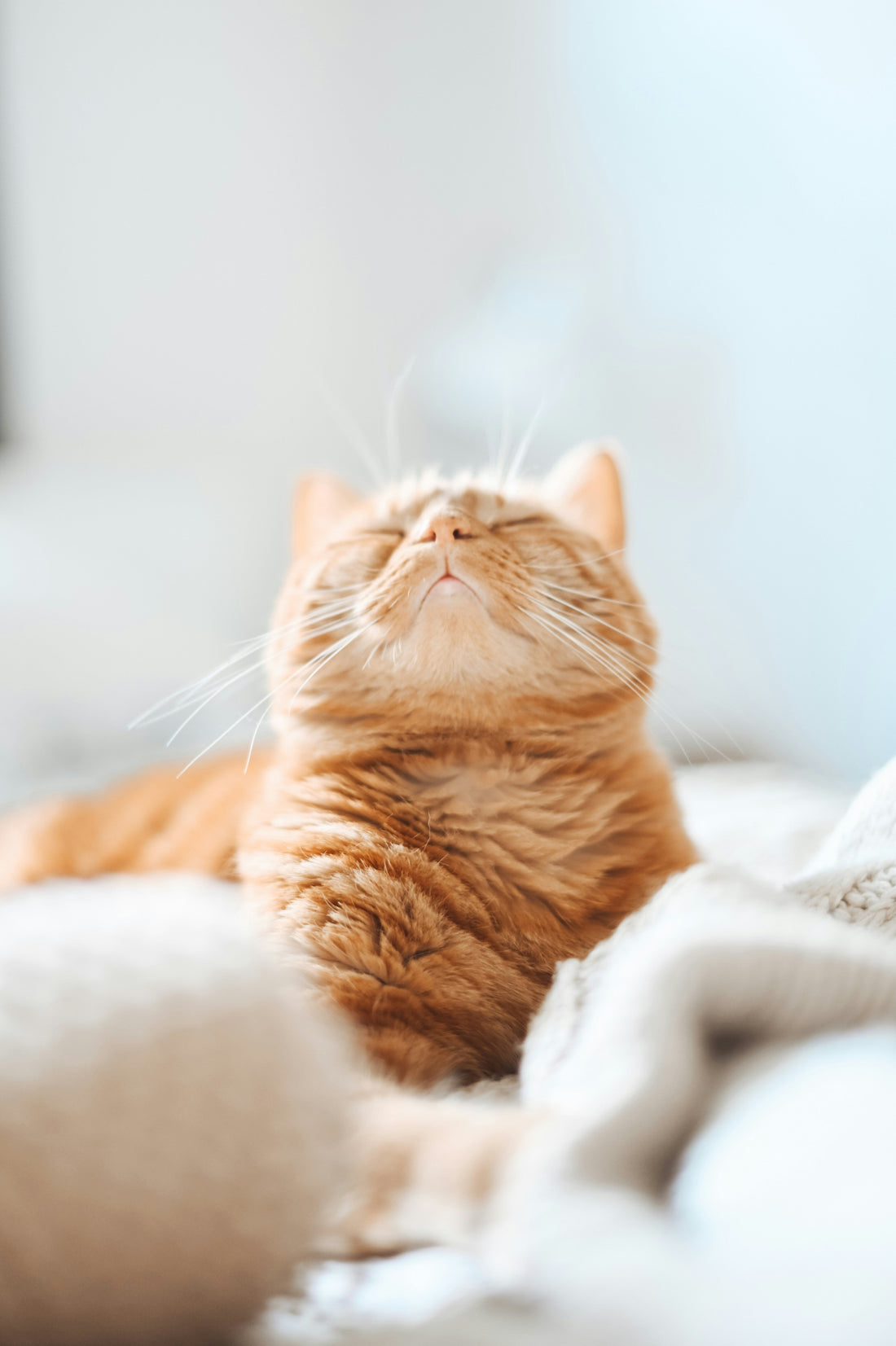 Purrfect Care: How to Keep Your Cat Happy, Healthy, and Adored