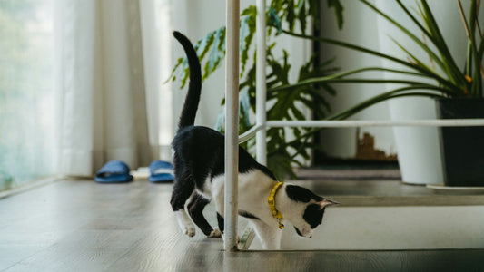 Top 7 Indoor Activities to Keep Your Pet Happy and Active Year-Round