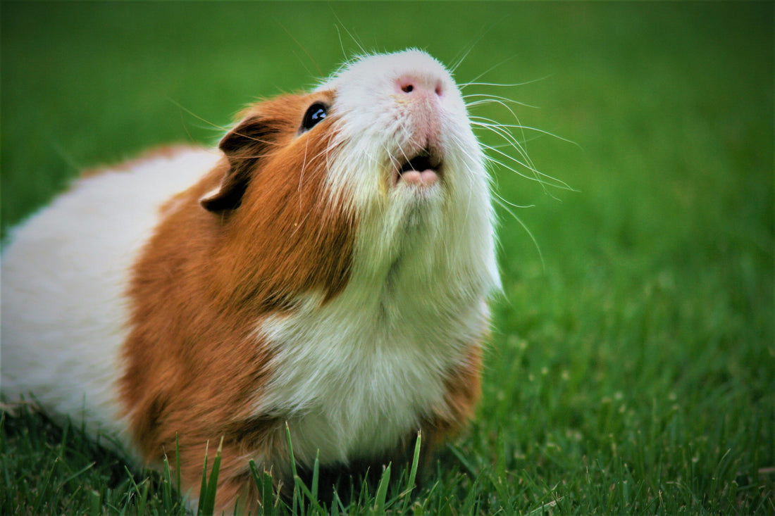 Why Guinea Pigs Make Wonderful First Pets for Families