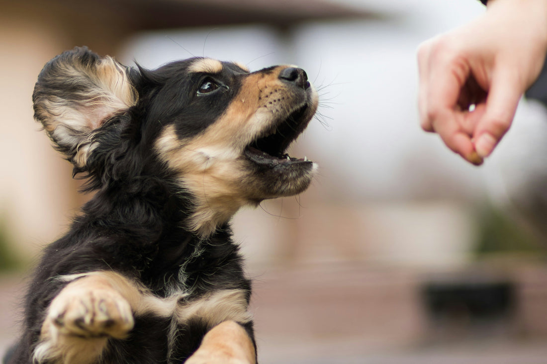 The Surprising Benefits of Teaching Your Dog New Tricks