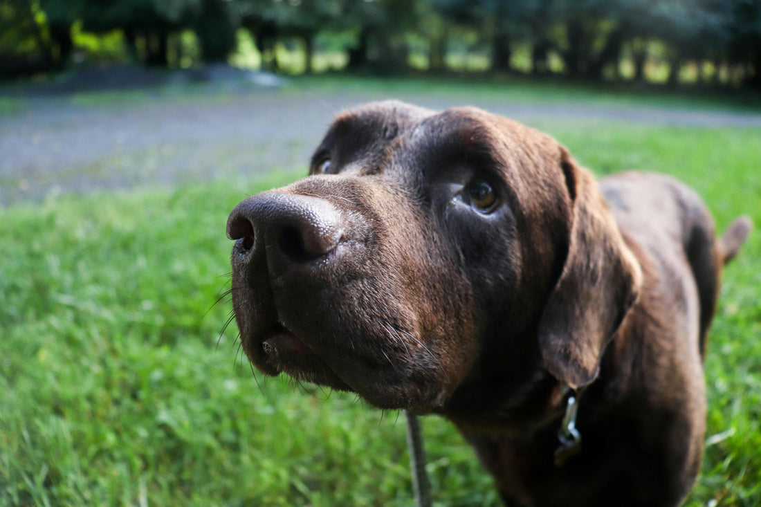 How Dogs Show Their Feelings: Five Clear Signs Your Pup is Talking to You