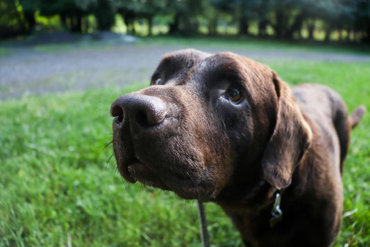 How Dogs Show Their Feelings: Five Clear Signs Your Pup is Talking to You