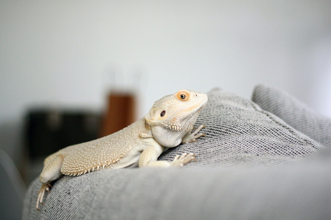 The Essential Guide to Creating the Perfect Habitat for Your Pet Reptile
